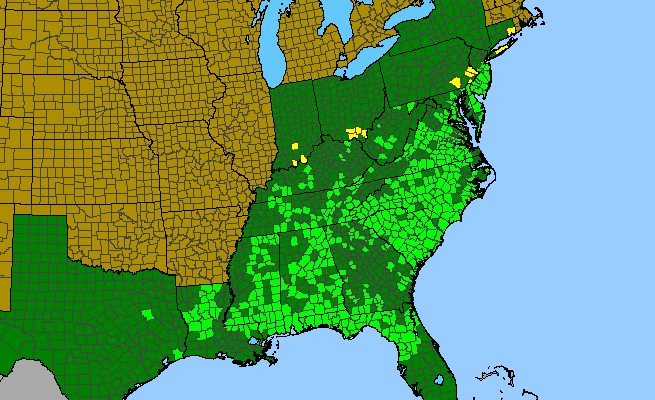 The range of Eupatorium album